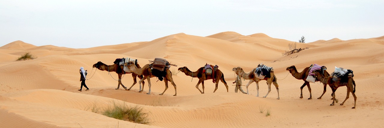 tunisia, desert, caravan, nature, sand, sahara, bedouin-733613.jpg